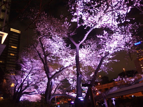 弁慶橋 桜 赤坂ガーデンテラス 紀尾井町 2018